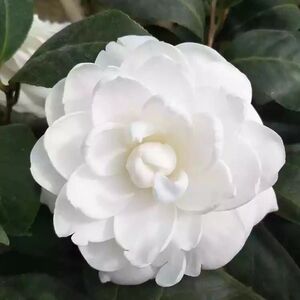 白玉丹东方亮茶花盆栽绿植白色系列龙岩阳台客厅花苗庭院植物好养