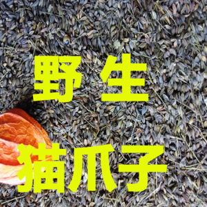 猫爪子菜种子东北山野菜山菜 山珍特产 新种子50克 蘸酱菜凉拌菜