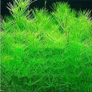 鱼缸植物造景装饰阴性草无需co2懒人新手易活真水草南极杉衫后景