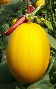 金香玉甜瓜种子 台湾农友种苗厚皮甜瓜 黄皮白肉椭圆形大果洋香瓜