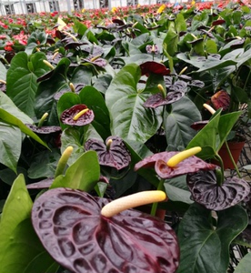 进口红掌-黑皇后 黑色的红掌 精品花卉 大黄鸭园艺