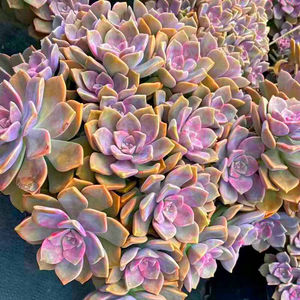 云南精品多肉植物悬崖老桩紫乐 红稚莲花卉居家办公基地直销