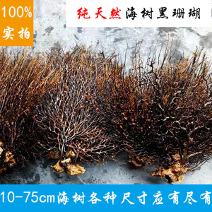 海树海铁树海底天然海树珊瑚树装饰鱼缸花瓶生态瓶造景海树装饰品