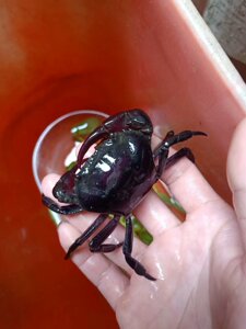 紫罗兰束腰螃蟹 紫罗兰蟹 溪蟹 田蟹 紫蟹淡水螃蟹活体观赏蟹