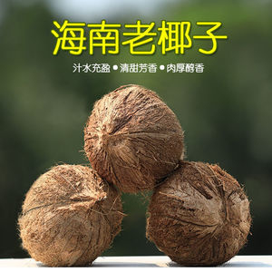 海南老椰子6个包邮新鲜现摘毛椰青椰青椰子肉椰汁当季天然水果