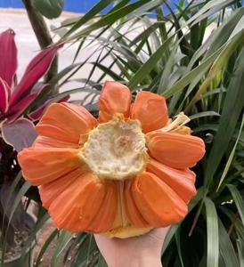 印尼品种红肉菠萝蜜 一整个进口红心菠萝蜜12～15斤.