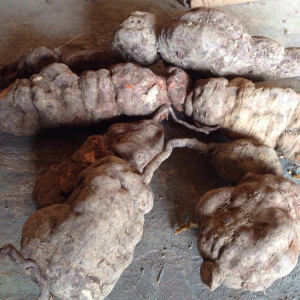 何首乌野生新鲜