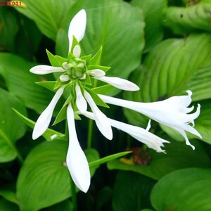 盆栽绿植花卉青叶花叶玉簪耐寒耐阴植物金边玉簪绿植赏叶易活大花