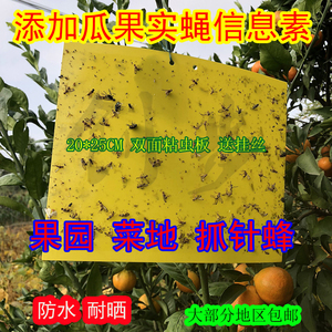 双面瓜果实蝇粘胶板水果园粘虫板柑橘灭果蝇药贴针蜂诱粘剂蜜蜂贴