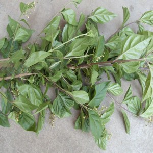 莫笑农家a淘宝神仙豆腐树苗种苗 豆腐柴观音树叶子豆付臭黄荆老桩