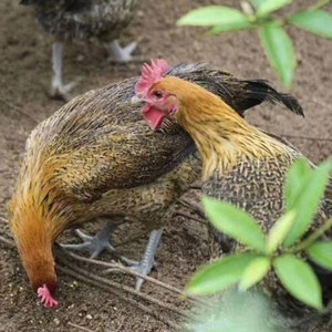 土鸡连州黑脚土鸡促销热卖顺丰保鲜发货