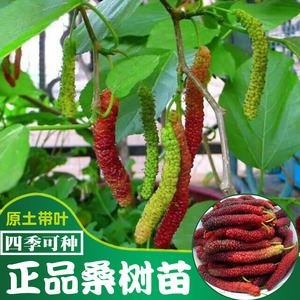 果桑树苗台湾四季长果桑苗无籽十大果桑树苗南方北方种植当年结果