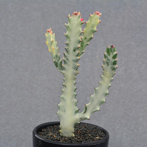 尚野园艺 多肉植物 大戟科白龙骨群生老桩一物一拍造景沙生植物