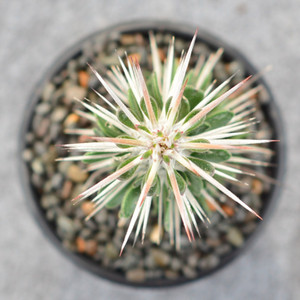 马达加斯龙多肉植物仙人球开花地狱魔针嫁接球仙人掌仙人柱1人付款