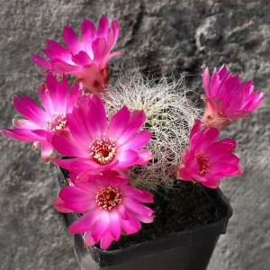 尚野园艺 圣丽丝 一物一拍 有沟宝山属 软毛仙人球多肉植物不扎手