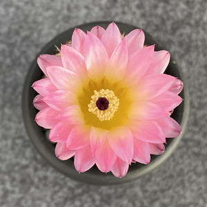 尚野园艺 实生红冠丸桃鬼丸 一物一拍南国玉属仙人球多肉植物盆栽