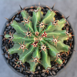 尚野园艺   实生短豪刺巨鹫玉 强刺球属开花仙人球多肉植物组合