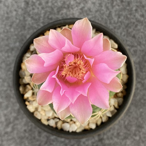 000人付款淘宝尚野园艺 实生美花浮刺趴刺海王 一