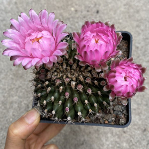 尚野园艺 实生翠晃冠缀化 一物一拍裸鄂球属多肉植物会开花仙人球