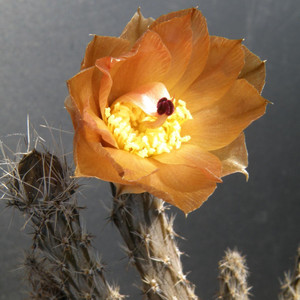 尚野园艺 多肉植物 黑龙块根 一物一拍 会开花仙人球仙人掌