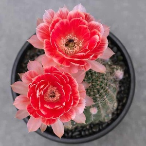 尚野园艺 火焰丽花tl7 一物一拍 丽花球属 lobivia 会开花仙人球