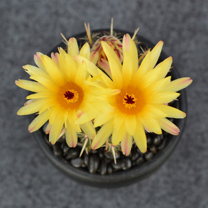 尚野园艺 实生狮子丸 一物一拍 南国玉属 会开花仙人球仙人掌