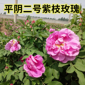 平阴四季玫瑰可食用玫瑰花苗 平阴2号紫枝玫瑰 原生扦插苗地栽苗
