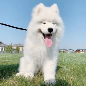萨摩耶幼犬纯种活体雪橇犬熊版微笑天使网红犬白色可爱宠物狗幼崽