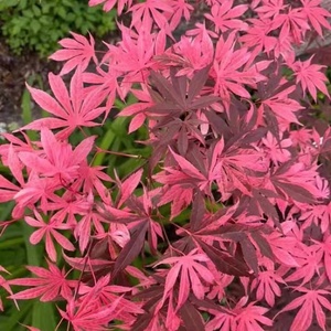 日本枫树 彩虹 彩色锦叶 进口品种 阳台 庭院植物