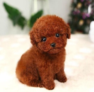 无偿领养纯种泰迪狗活体幼犬小型长不大茶杯贵宾泰迪犬家养宠物狗