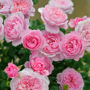 铃之妖精月季花苗室内外阳台植物玫瑰花卉盆栽粉色浓香四季花玲之