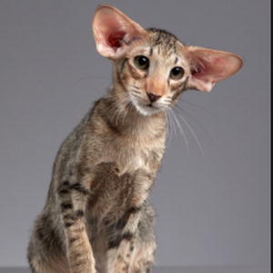 东方短毛猫黑色