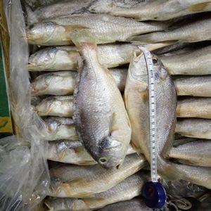 冷冻深海野生新鲜白黄鱼黄骨鱼黄姑鱼二十斤一箱无冰近可包邮