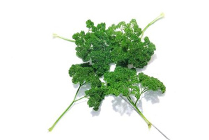 法香 新鲜法国香菜 荷兰芹 洋芫荽 西餐摆盘 蕃茜 500克