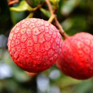 广东荔枝增城荔枝水晶球新鲜水果5斤小核孕妇水果