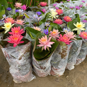 睡莲盆栽带花苞 水池鱼塘水生培养阳台庭院四季观花植物碗莲荷花