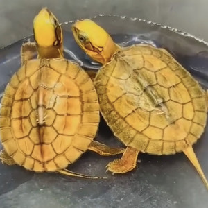 金钱龟纯正金钱龟幼龟活龟活物正宗海南金钱龟越南三线闭壳金钱龟