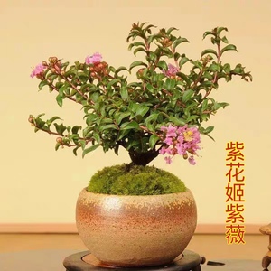 日本姬紫薇 红花紫花 百日红素材盆景阳台桌面微型盆栽好养绿植