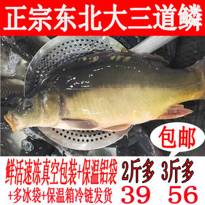 黑龙江速冻鲜活三道鳞无磷鲤鱼松花江鱼东北年货年夜饭专用鱼冷冻