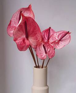 红掌彩掌白绿粉紫各色高级鲜切花尊贵典雅顺丰包邮装饰花