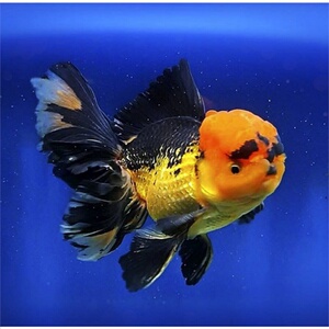 爆款*百褶裙泰狮金鱼苗小观赏鱼好养活狮子头金鱼淡水好养活宠物