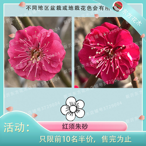 原生红须朱砂  绿骨红白宫粉梅盆景地栽名贵庭院四季绿植花木梅花