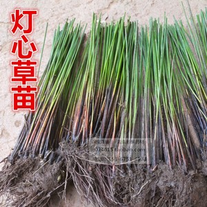 新鲜灯心草龙须草 灯芯草秧草 多年生植物苗席草包邮可水培可土培