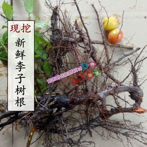 新鲜李子根500克包邮下单现挖李树根 鲜品 新鲜李子树根