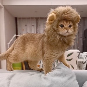 抖音猫咪狮子同款头套猫帽子可爱搞怪宠物拍照道具小狗狗装扮服饰