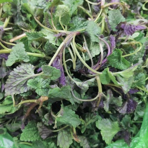 东北当地新鲜山野菜野生猫把蒿嫩芽新鲜叶顺丰空运包邮新鲜蔬菜