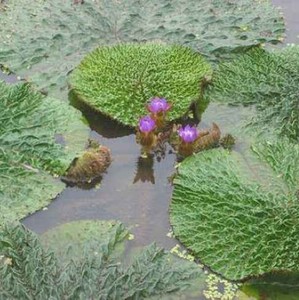 芡实种子 鸡头果 水生植物 鸡头实 鸿头 鸿头鸡头米种子水培植物