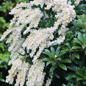 日本进口马醉木盆栽带根庭院耐寒常绿可鲜切观叶开花(易种植)