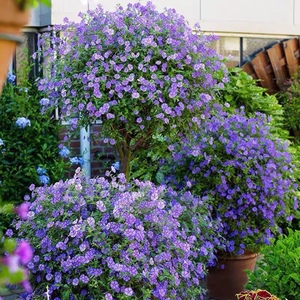 蓝星茄蓝花茄蓝茄花小木槿多年生耐热耐寒小灌木盆栽植物四季开花