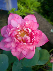 霓裳—画雨荷苑周雨小微型碗莲重瓣阳台庭院水培易养丰花